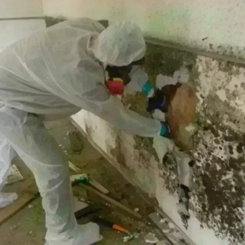 Mold Remediation and Removal in Holdrege, NE